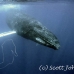 whale_humpback_h_00195_dom3594.jpg
